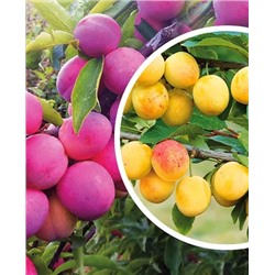 Саженцы Комплект полукарликовых слив №6: Маньчжурская красавица, Скромница, арт.: 69215