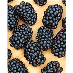 Саженцы Ежевика Дарроу, арт.: 74540