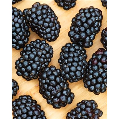 Саженцы Ежевика Дарроу, арт.: 74540