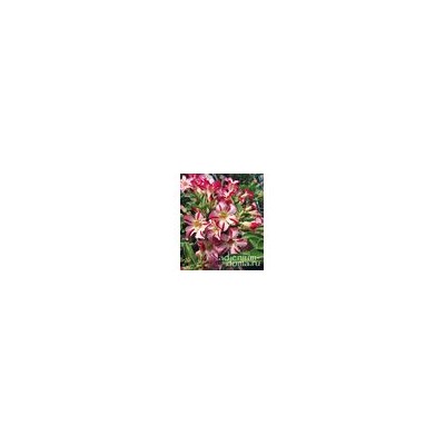Adenium Obesum Desert Rose THE PARK