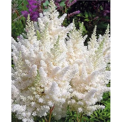 Саженцы Астильба Диамант, арт.: 69659