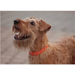 Ошейник кожаный однослойный безразмерный, 45×2 см, ОШ 18-39 см, коричневый