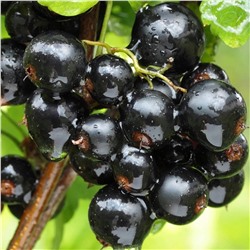 Смородина черная Мушкетер, арт.: 75098