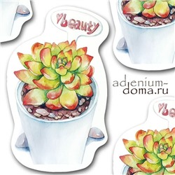 Открытка Echeveria MACDOUGALLII (Эхеверия, Эчеверия)