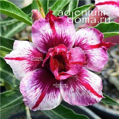 Adenium Obesum Double Flower FLOWER ELF