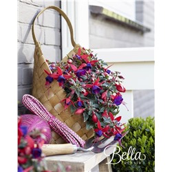 Набор фуксий №2