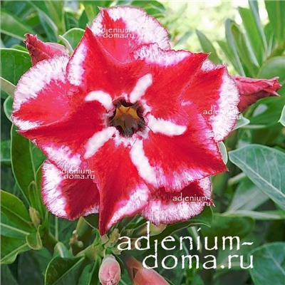 Adenium Obesum Double Flower NEW-277