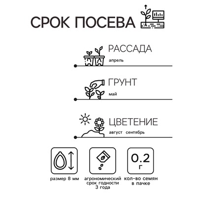 Семена Астра Энигма коготковая   Одн Ц/П 0,2г