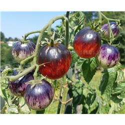 Семена Томат БыС 5 (Фиолетово-малиновый, полосатый), арт.: 74843