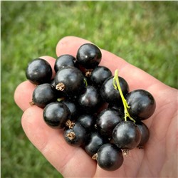 Смородина черная Бен Хопен, арт.: 75095