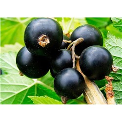 Смородина черная Соловьиная ночь, арт.: 75099