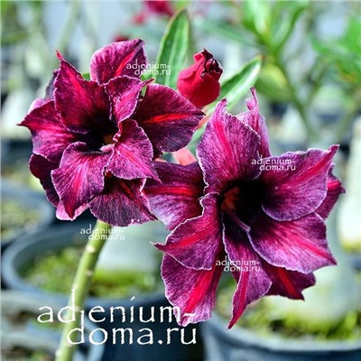 Adenium Obesum Double Flower EMMA