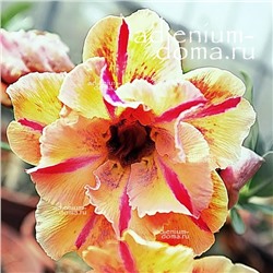 Adenium Obesum Double Flower NEW-160