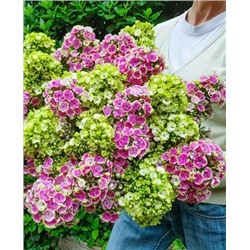 Флокс метельчатый гибридный Набор Оркид, арт.: 69334