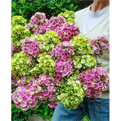 Флокс метельчатый гибридный Набор Оркид, арт.: 69334