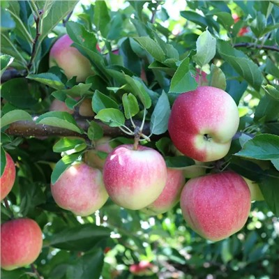 Яблоня Павлуша, арт.: 75112