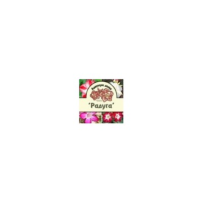 Набор семян (для продолжающих, подарочный) Adenium 'РАДУГА'