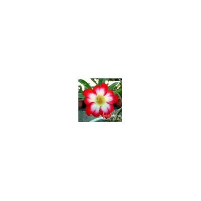 Adenium Obesum Desert Rose SUPER MOONLIGHT FAIRY