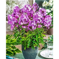 Флокс метельчатый Свит Саммер Сюрпрайз, арт.: 74689