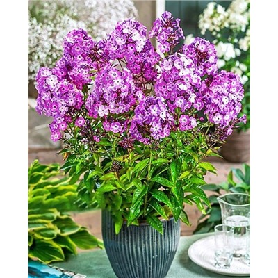 Флокс метельчатый Свит Саммер Сюрпрайз, арт.: 74689