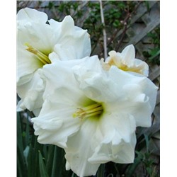 Луковицы Нарцисс Колбланк, арт.: 69926