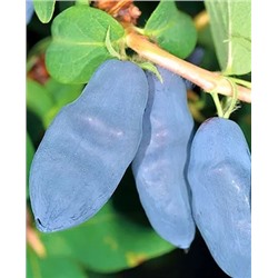 Саженцы Жимолость Сильгинка, арт.: 700