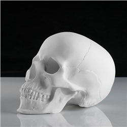 Гипсовая фигура анатомическая: «‎ЧЕРЕП анатомический», 14.5×22×16.5 см