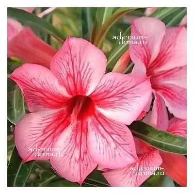 Adenium Obesum Desert Rose STAR OF RED SPARKLES