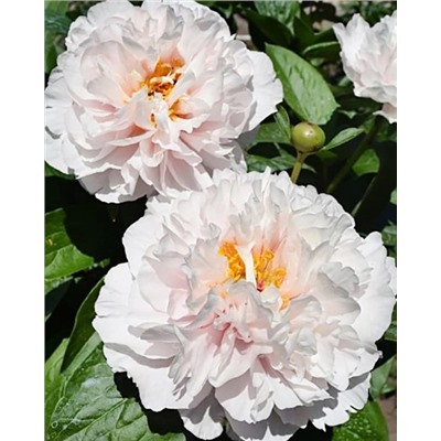 Пион Блашинг Принцесс, арт.: 74678