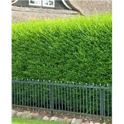 Саженцы Бирючина обыкновенная Атровиренс, арт.: 70402