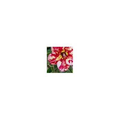 Adenium Obesum Desert Rose DAI VIET