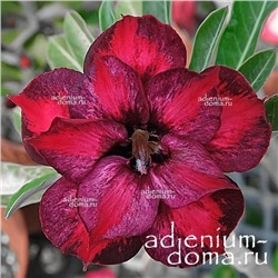 Adenium Obesum Double Flower NEW-121