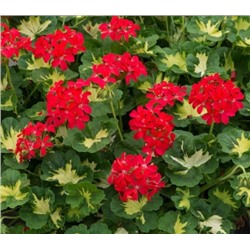 Пеларгония A Happy Thought (red)
