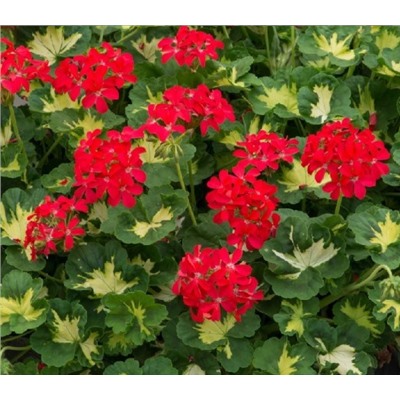 Пеларгония A Happy Thought (red)