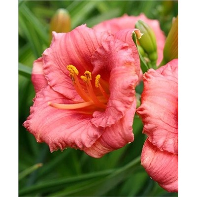 Корни (саженцы) Лилейник Космополитан, фасовка: 1 саженец, арт.: 73248