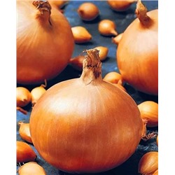 Лук севок Крусадо, арт.: 70299