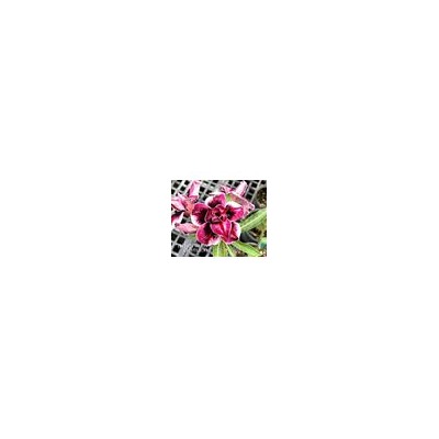 Adenium Obesum Double Flower GRAPE LOVER