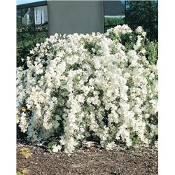 Саженцы Жасмин Вайт рок, арт.: 69029