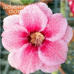 Adenium Obesum Double Flower NEW-126