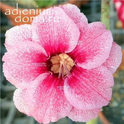 Adenium Obesum Double Flower NEW-126