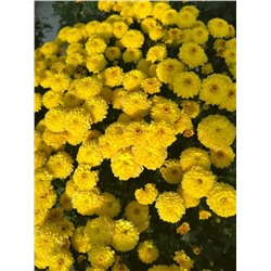 Набор хризантем мультифлора