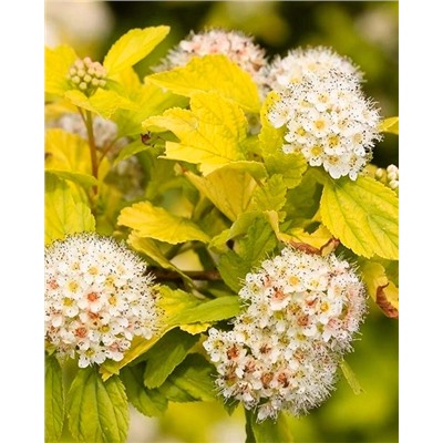 Саженцы Пузыреплодник Энжел Голд, арт.: 9559