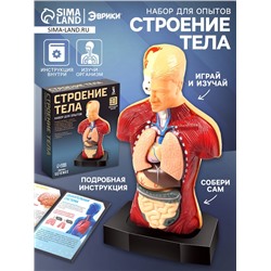 Научный опыт «Строение тела»