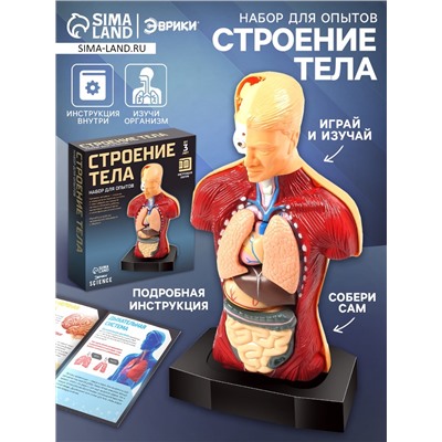 Научный опыт «Строение тела»