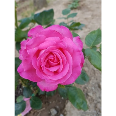 Esmeralda "Эсмеральда"