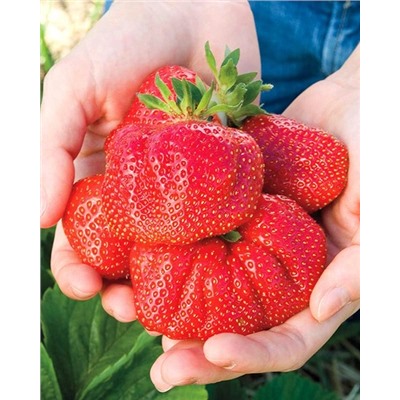 Саженцы Клубника (Земляника) садовая Чамора туруси, арт.: 74532