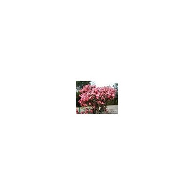Adenium MULTIFLORUM (Мультифлорум)