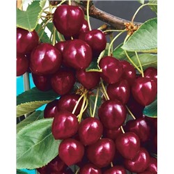 Саженцы Вишня Лебедянская, арт.: 20316