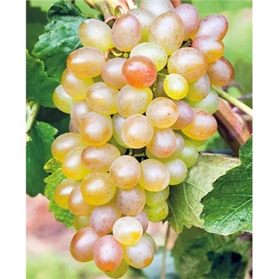 Саженцы Виноград Краса Севера, арт.: 69217