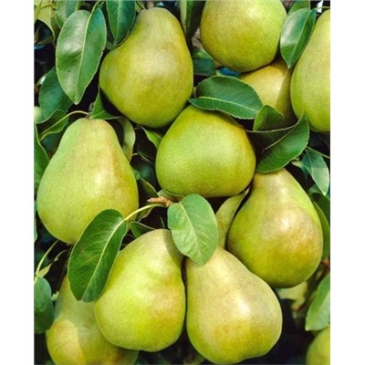 Саженцы Груша Зимняя Глазкова, арт.: 73173
